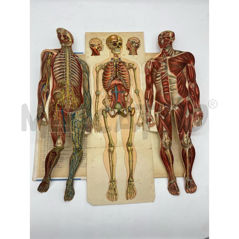 OPUSCOLO IL CORPO UMANO | Mercatino dell'Usato Torino c.so traiano 4