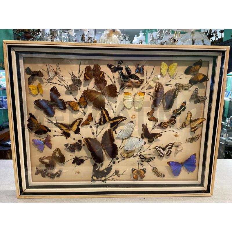 QUADRO FARFALLE VERE | Mercatino dell'Usato Nichelino bardonecchia 1