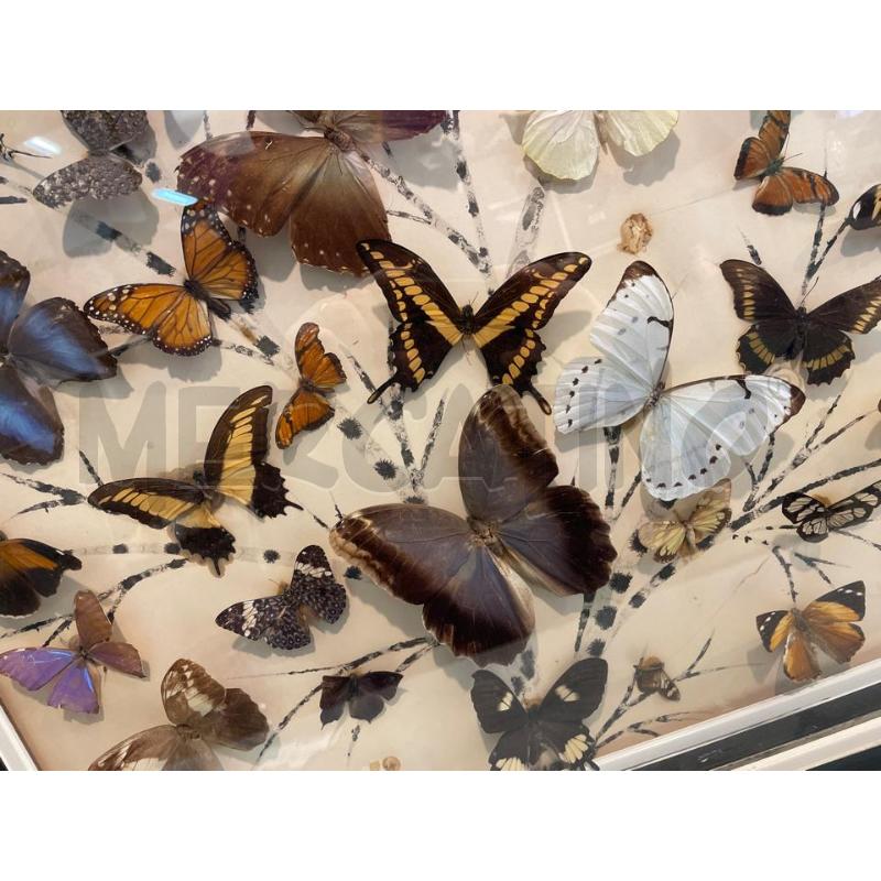 QUADRO FARFALLE VERE | Mercatino dell'Usato Nichelino bardonecchia 2