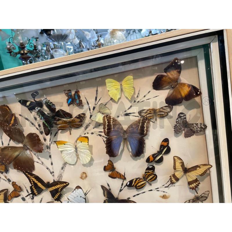 QUADRO FARFALLE VERE | Mercatino dell'Usato Nichelino bardonecchia 3
