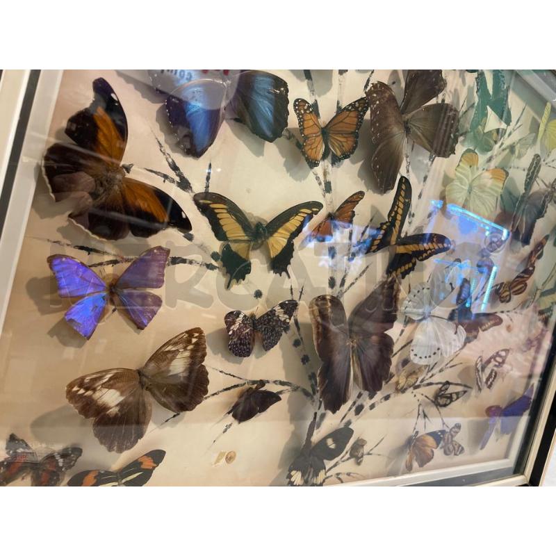 QUADRO FARFALLE VERE | Mercatino dell'Usato Nichelino bardonecchia 4