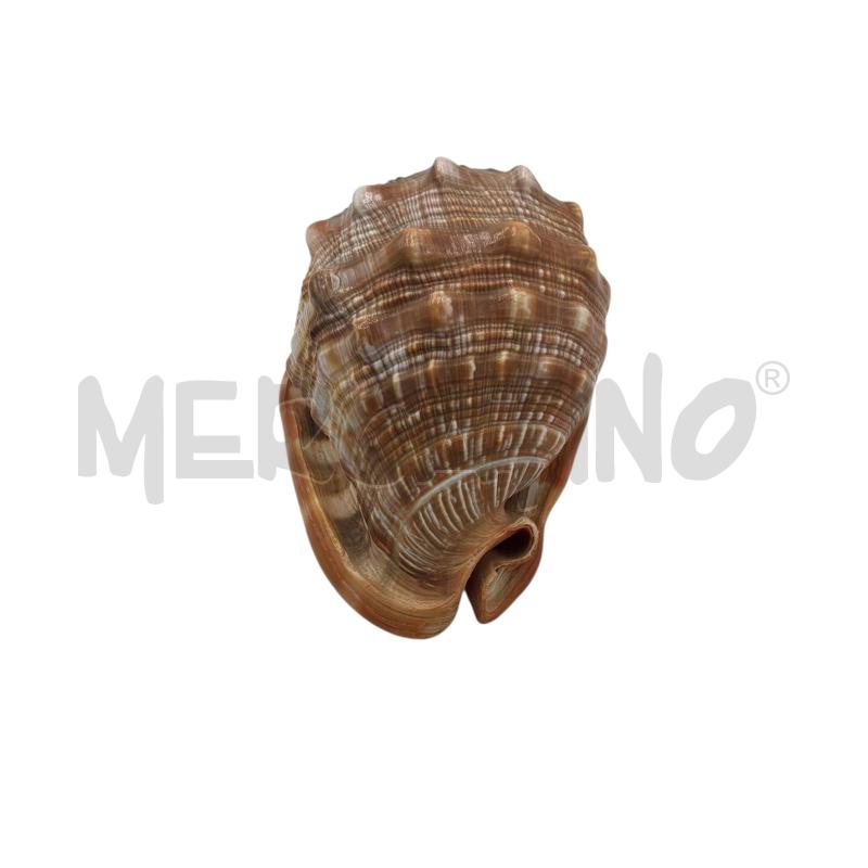 CONCHIGLIA RARA SFUMATA DI ROSSO | Mercatino dell'Usato Carmagnola 1
