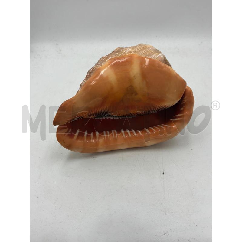 CONCHIGLIA RARA SFUMATA DI ROSSO | Mercatino dell'Usato Carmagnola 2