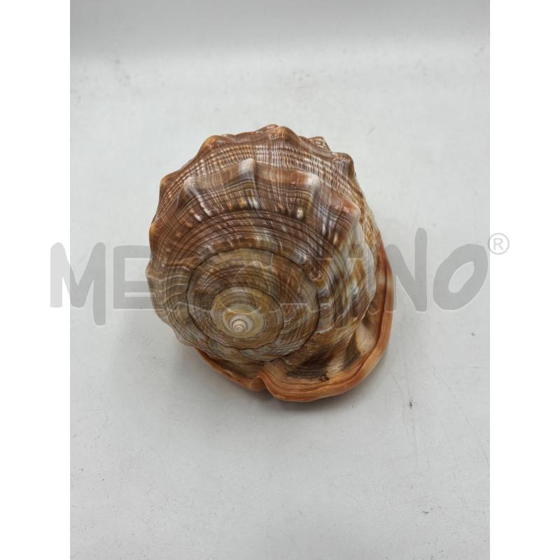 CONCHIGLIA RARA SFUMATA DI ROSSO | Mercatino dell'Usato Carmagnola 3