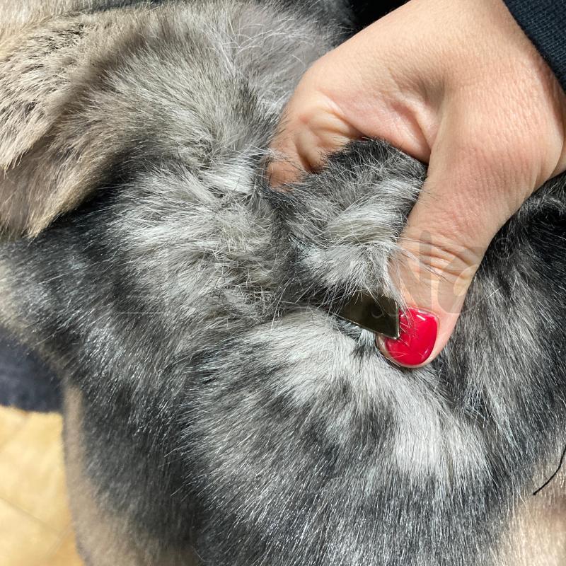 ECOPELLICCIA DONNA ERIKA CAVALLINI  | Mercatino dell'Usato Carmagnola 3