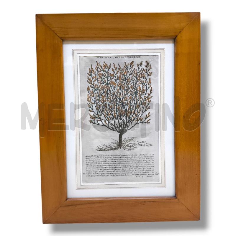 QUADRO ANTICA STAMPA BOTANICA INGLESE ANDREA MATTIOLI 50X38CM | Mercatino dell'Usato Rivoli 1