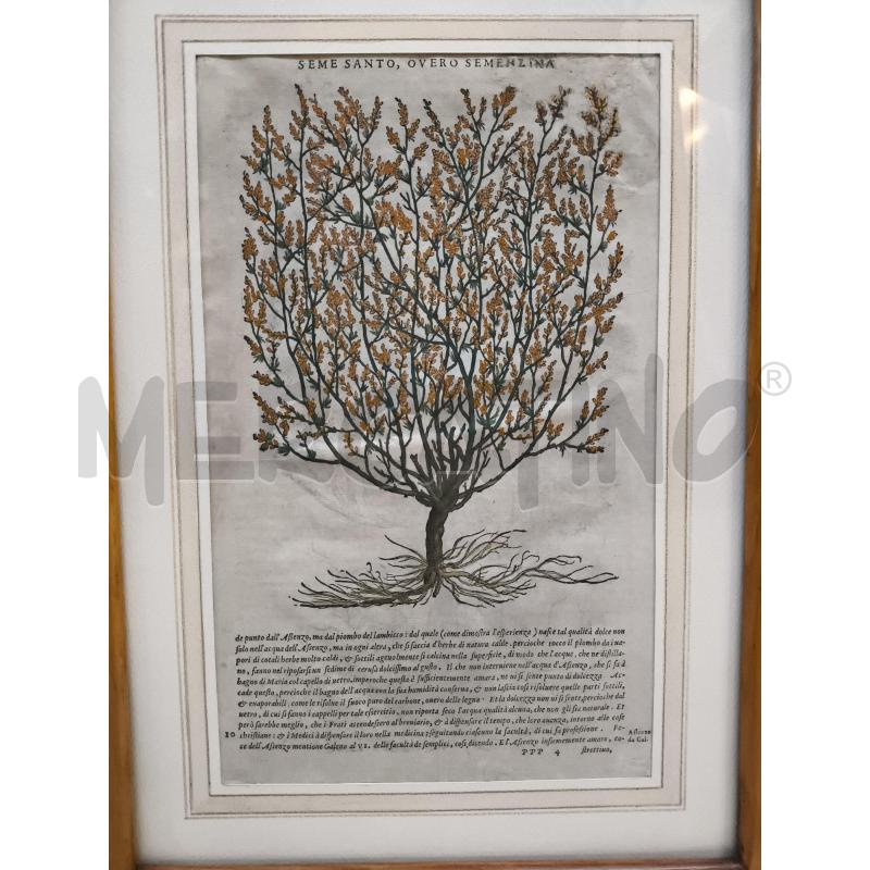 QUADRO ANTICA STAMPA BOTANICA INGLESE ANDREA MATTIOLI 50X38CM | Mercatino dell'Usato Rivoli 2
