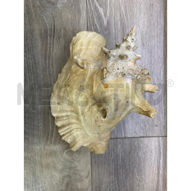 CONCHIGLIA MEDIA | Mercatino dell'Usato Rivarolo canavese 1