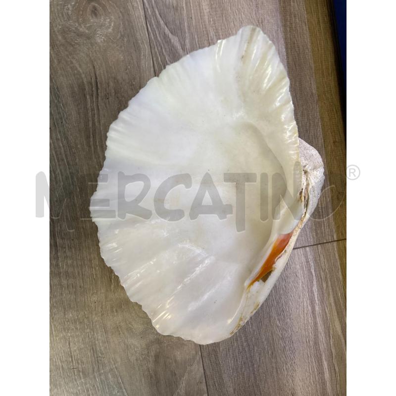 MEZZA CONCHIGLIA GIGANTE | Mercatino dell'Usato Rivarolo canavese 1