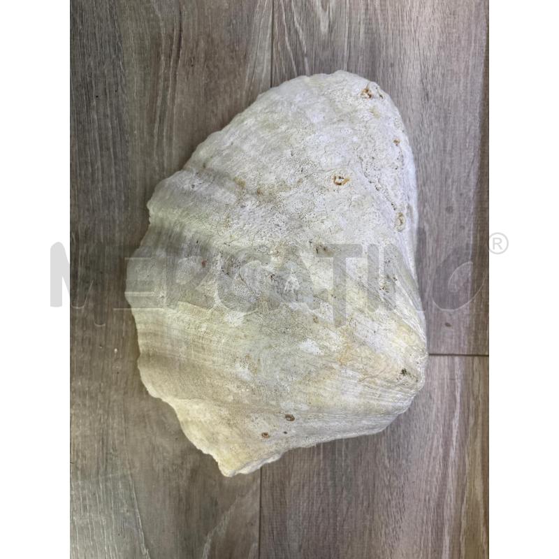 MEZZA CONCHIGLIA GIGANTE | Mercatino dell'Usato Rivarolo canavese 2