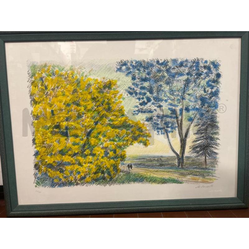 LITOGRAFIA CASCELLA MIMOSA E JACARANDA | Mercatino dell'Usato Torino nizza 1