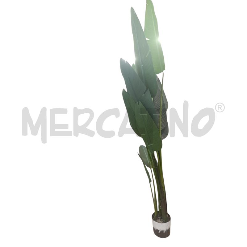 PIANTA FINTA BANANO | Mercatino dell'Usato Chieri 1