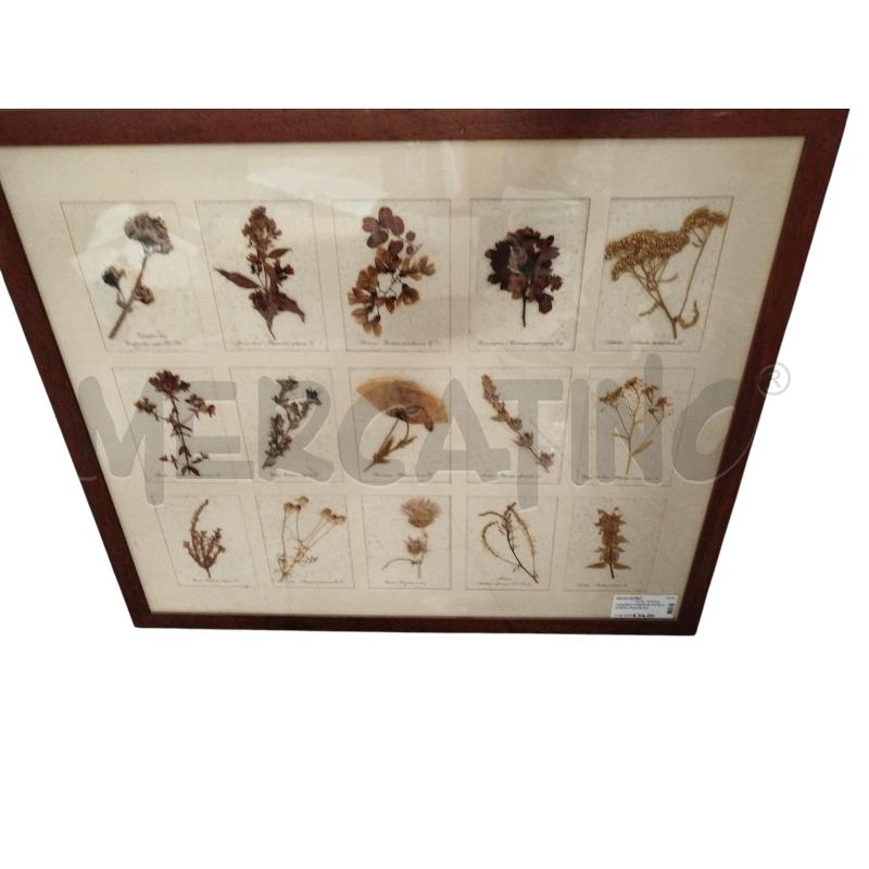 QUADRO CORNICE ARTE POVERA PIANTE ILLUSTRATE | Mercatino dell'Usato Chieri 1