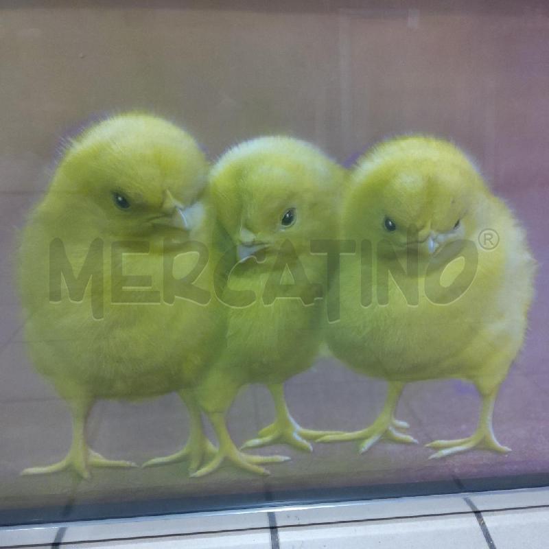 QUADRO PULCINI IN RILIEVO CORNICE ARGENTATA | Mercatino dell'Usato San maurizio canavese 2
