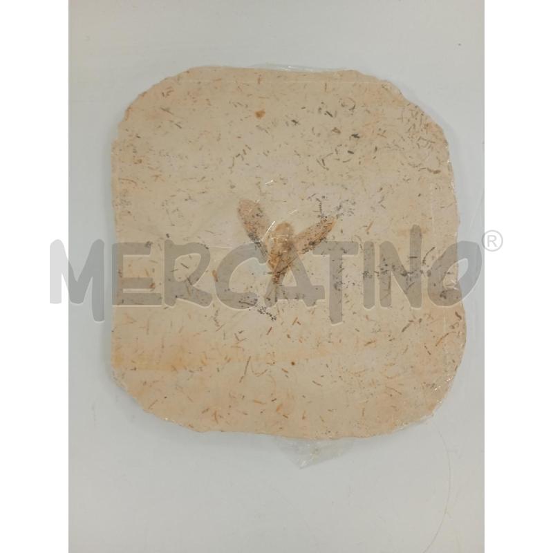 FOSSILE INSETTO | Mercatino dell'Usato Torino crocetta 1