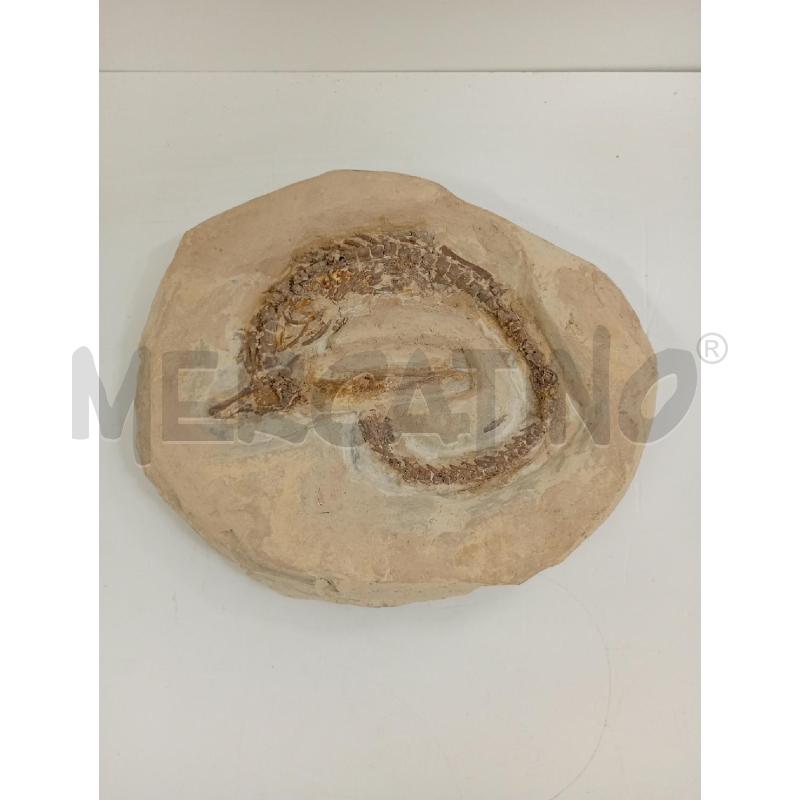 FOSSILE ROTONDO | Mercatino dell'Usato Torino crocetta 1