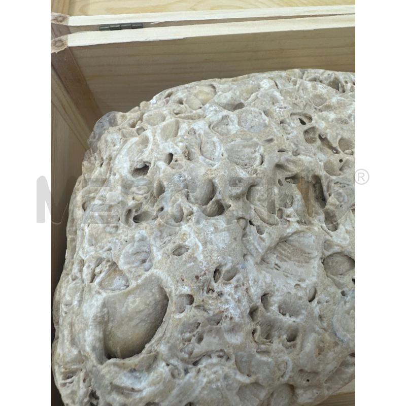 FOSSILE CON SCATOLA | Mercatino dell'Usato Marsala 3