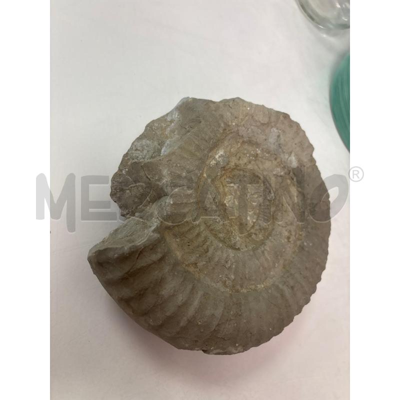 FOSSILE  | Mercatino dell'Usato Trapani corso mattarella 3