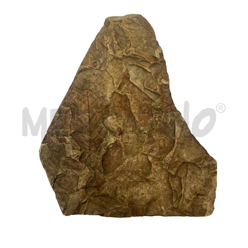 FOSSILE FOGLIE 25X21 | Mercatino dell'Usato Gallarate 1