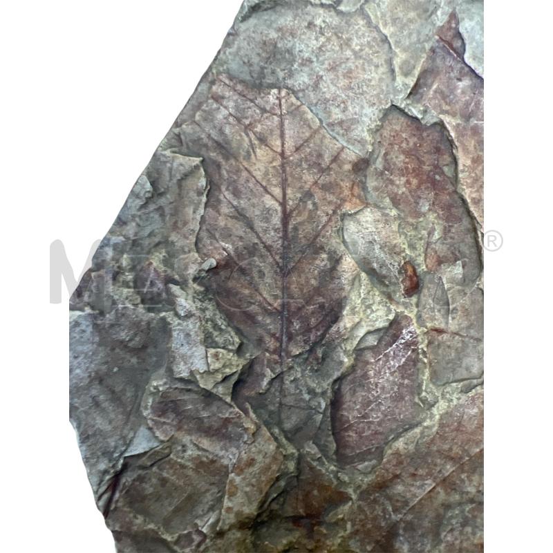 FOSSILE FOGLIE 25X21 | Mercatino dell'Usato Gallarate 2