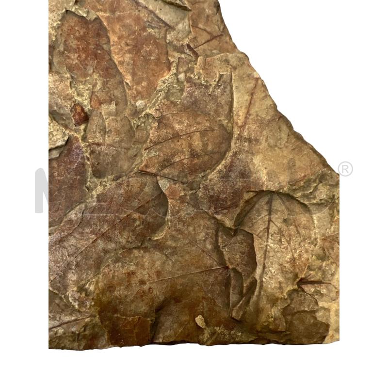 FOSSILE FOGLIE 25X21 | Mercatino dell'Usato Gallarate 3