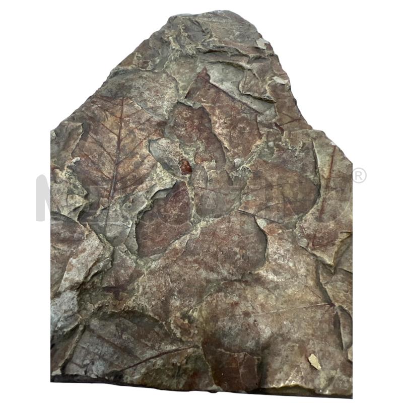 FOSSILE FOGLIE 25X21 | Mercatino dell'Usato Gallarate 4