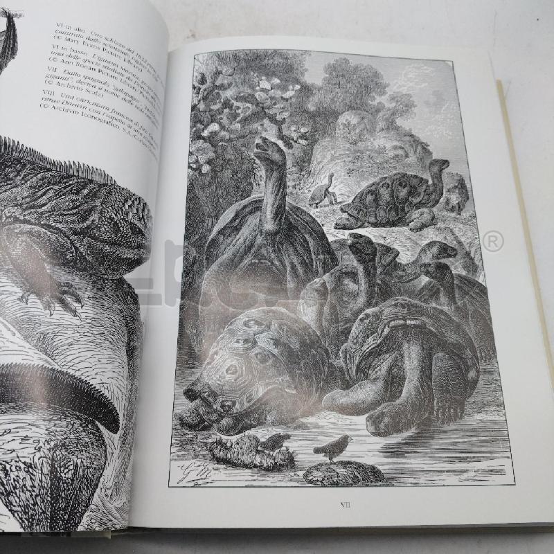 CHARLES DARWIN | Mercatino dell'Usato Domodossola 2