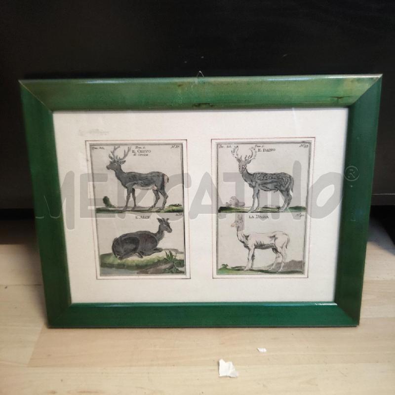 QUADRO ANIMALI BOSCO CORNICE VERDE | Mercatino dell'Usato Domodossola 1
