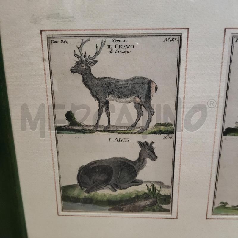 QUADRO ANIMALI BOSCO CORNICE VERDE | Mercatino dell'Usato Domodossola 2