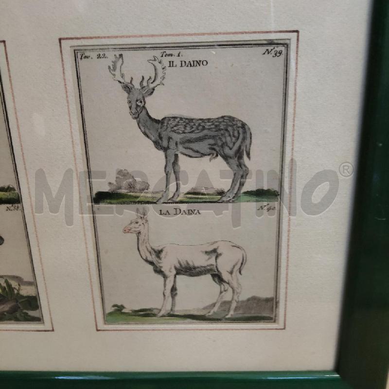 QUADRO ANIMALI BOSCO CORNICE VERDE | Mercatino dell'Usato Domodossola 3