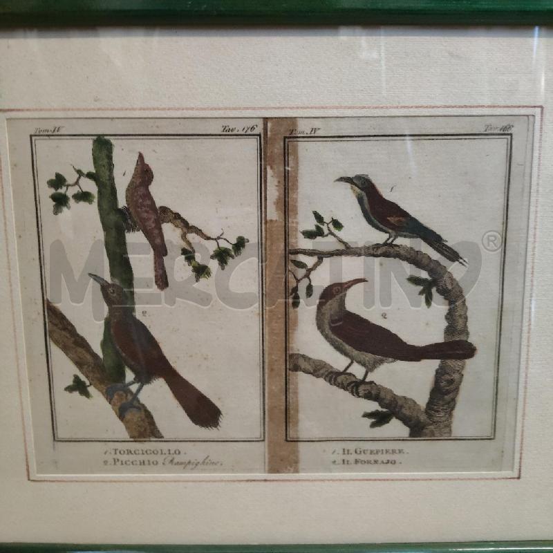 QUADRO UCCELLI CORNICE VERDE | Mercatino dell'Usato Domodossola 2