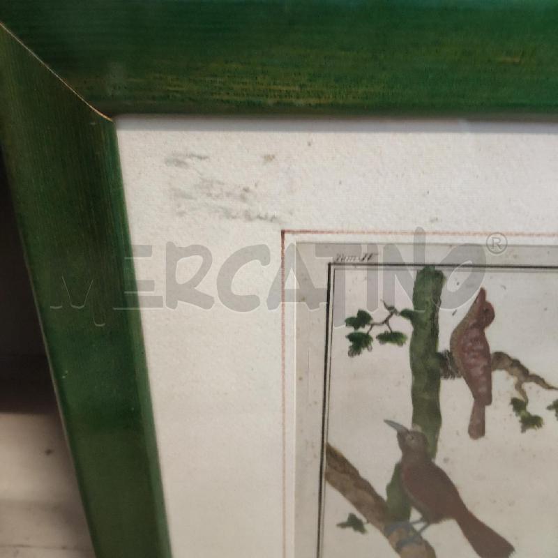 QUADRO UCCELLI CORNICE VERDE | Mercatino dell'Usato Domodossola 3